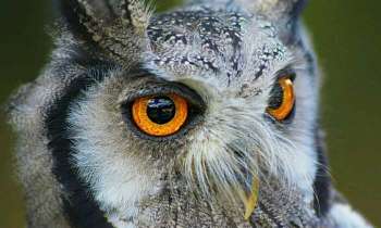 Puzzle 4609 - Hibou