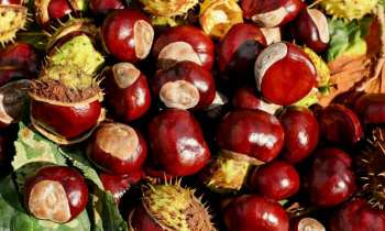 Puzzle 4379 - Des marrons