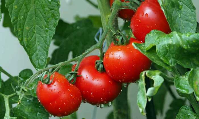 Puzzle Grappe de tomates