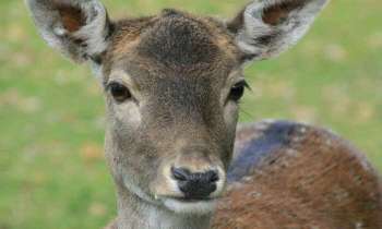 Puzzle 4105 - Biche