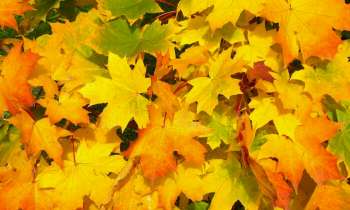 Puzzle 3952 - Feuilles mortes en automne