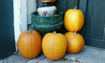 Puzzle 4271 - Citrouilles pour Halloween