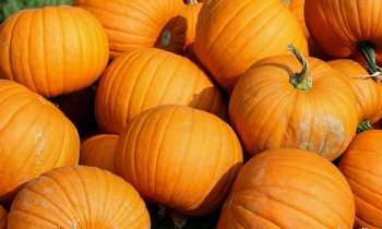 Puzzle 5006 - Citrouilles