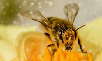 Puzzle 4663 - Abeille