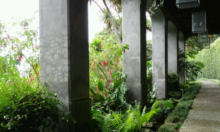 Puzzle Passage ombragé de verdure