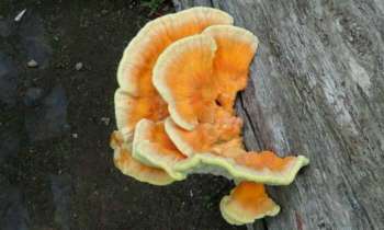 Puzzle 4075 - Champignon flamboyant