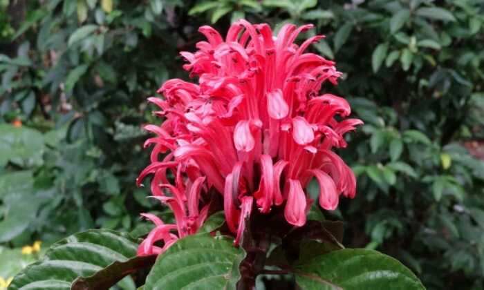 Puzzle Belle grappe fushia
