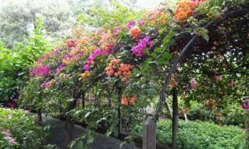 Puzzle 4080 - Arche fleurie
