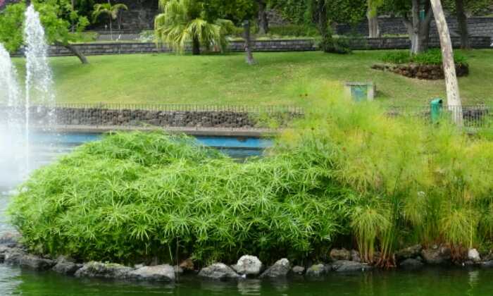 Puzzle Ilot de verdure