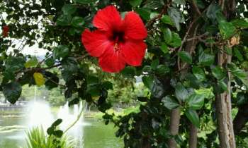 Puzzle 4067 - Fleur d'hibiscus