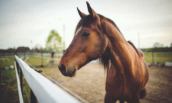 Puzzle Cheval derrière la barrière
