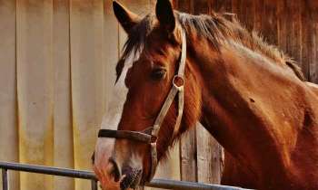Puzzle 4282 - Cheval dans son box