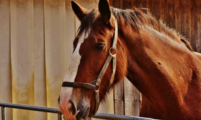 Puzzle Cheval dans son box