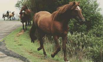 Puzzle 4186 - Des chevaux se promènent