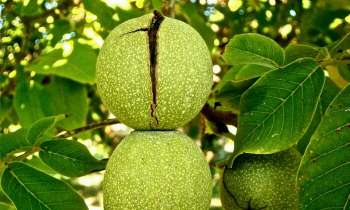 Puzzle 4046 - Fruit fendu