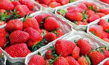 Puzzle 4108 - Barquettes de fraises