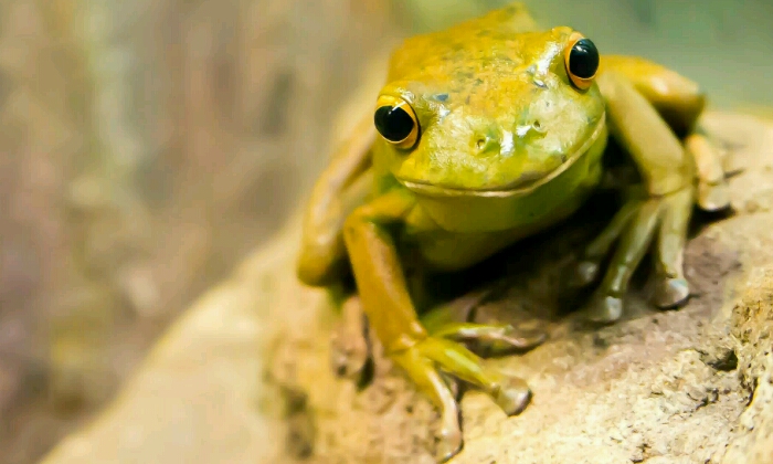 Puzzle Grenouille