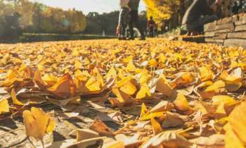 Puzzle 4655 - Tapis de feuilles mortes