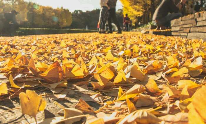 Puzzle Tapis de feuilles mortes