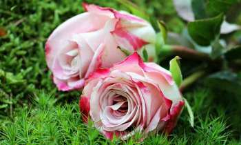 Puzzle 4859 - Roses pour la fête des mères