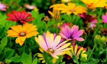 Puzzle 4535 - Fleurs colorées