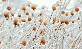 Puzzle 4351 - Fleurs figées dans la glace