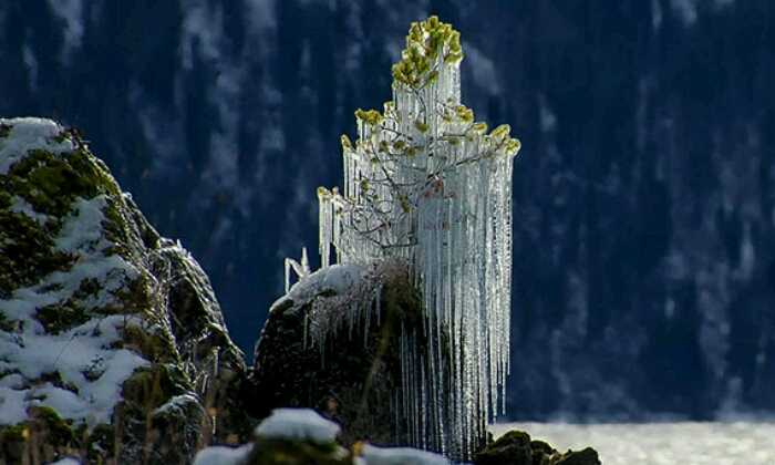 Puzzle Arbre glacé