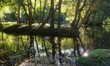Puzzle 4594 - Petit Ilot d'arbres