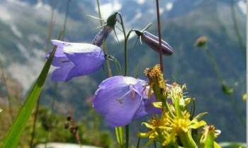 Puzzle 4061 - Fleurs de Montagne