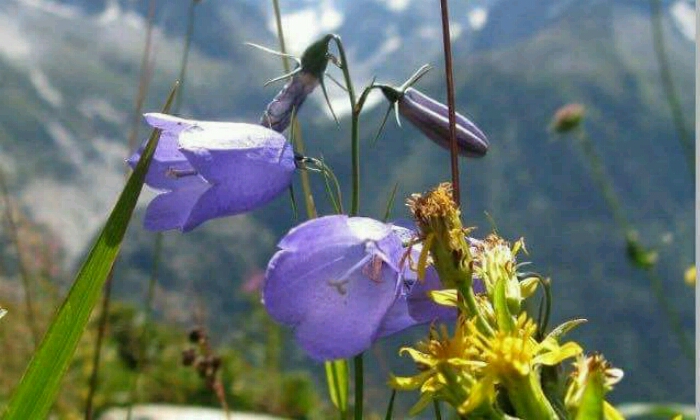 Puzzle Fleurs de Montagne