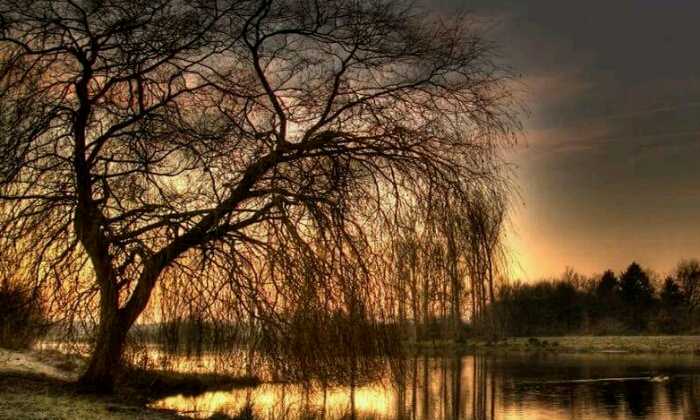 Puzzle Arbre envoûtant