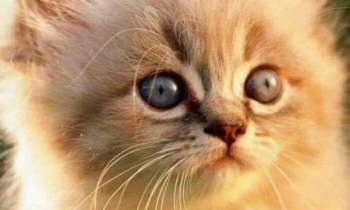Puzzle 4078 - Adorable chaton