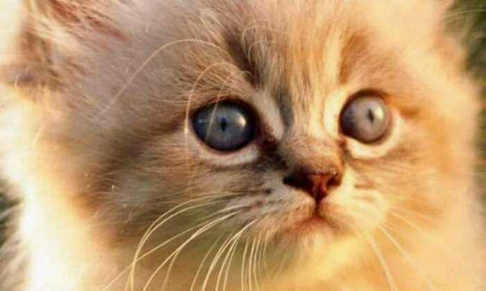 Puzzle Adorable chaton