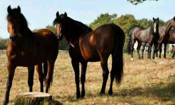Puzzle 4079 - Magnifiques chevaux