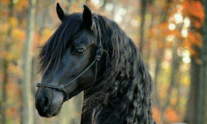 Puzzle crinière de cheval