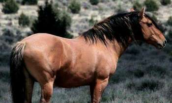 Puzzle 4158 - Mustang sauvage