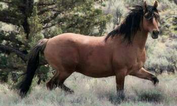 Puzzle 4058 - Mustang sauvage