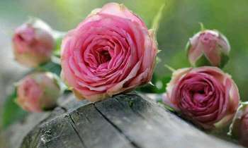Puzzle 4502 - roses