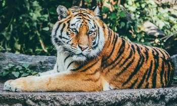 Puzzle 4125 - tigre