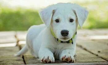 Puzzle 4116 - jeune chiot