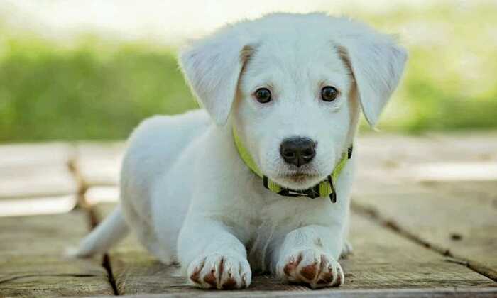 Puzzle jeune chiot