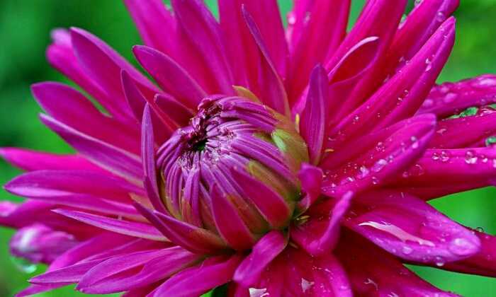 Puzzle fleur Dalhia