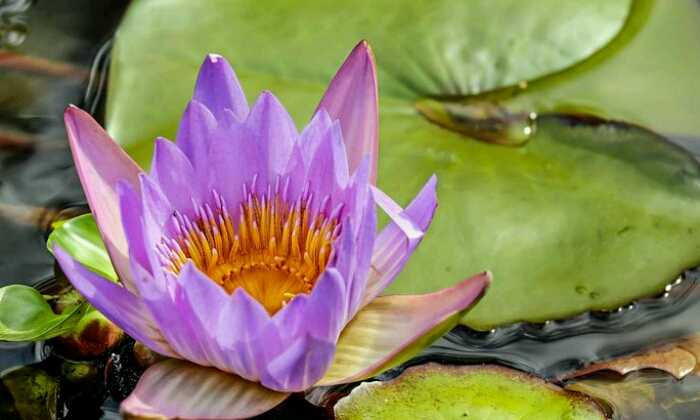 Puzzle fleur de nénuphar