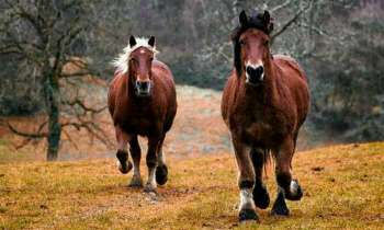 Puzzle 4115 - chevaux au galop