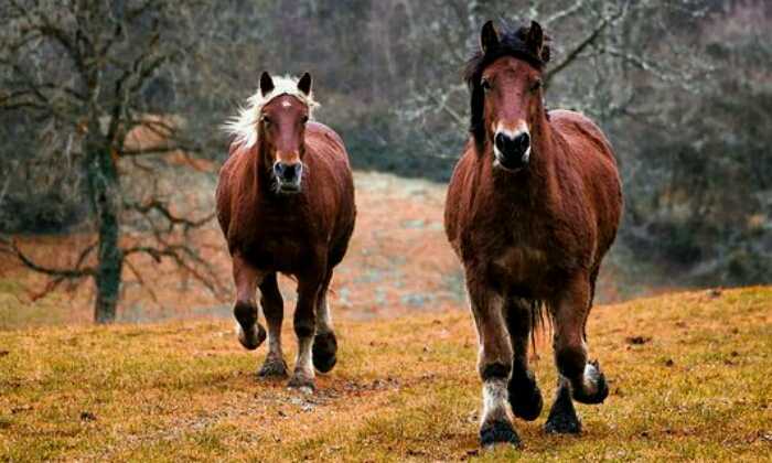 Puzzle chevaux au galop