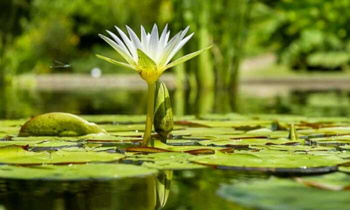 Puzzle nénuphar