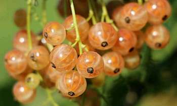 Puzzle 4478 - Drôle de fruits