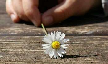 Puzzle 4266 - Marguerite