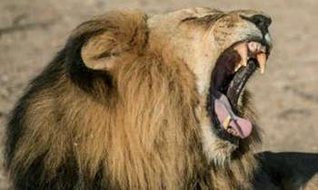 Puzzle 4167 - Gueule de lion