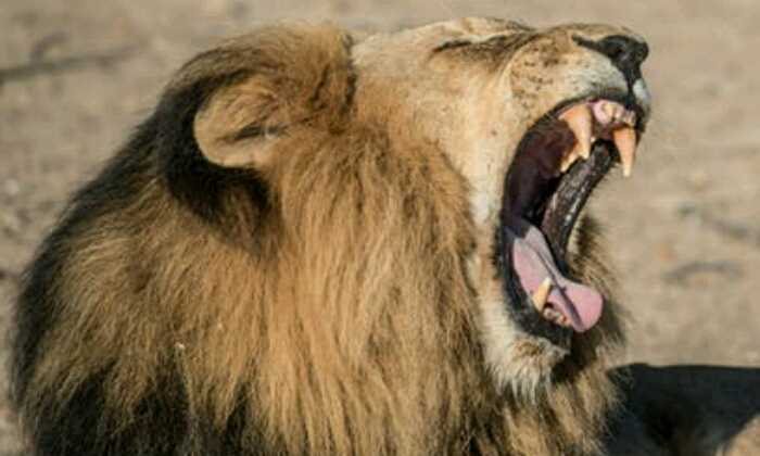 Puzzle Gueule de lion